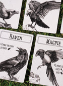 Corvids - 2