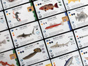 Finspan: Sharks & Reef Expansion - 2
